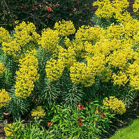 Euphorbia char. 'Humpty Dumpty' Pot 9 cm