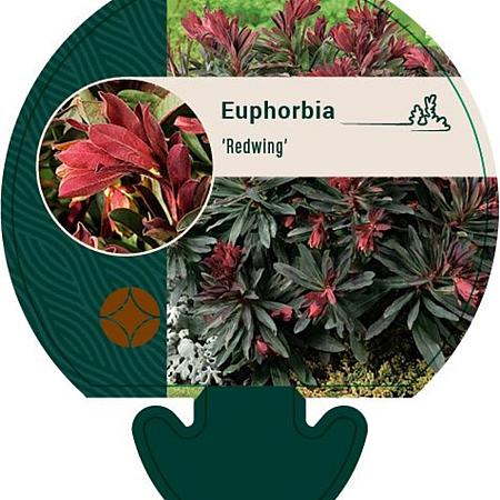 Euphorbia Redwing Pot 9 cm