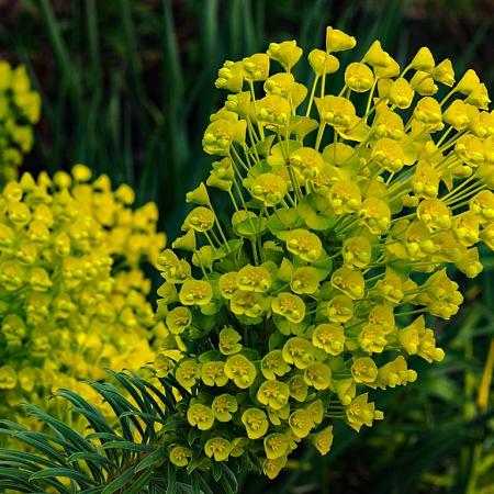 Euphorbia Redwing Pot 9 cm