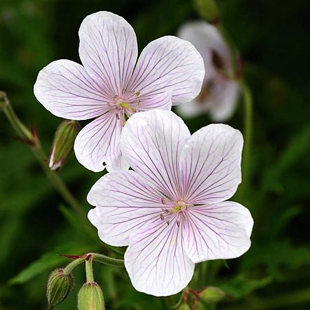 Geranium clarkei 'Kashmir White' Pot 9 cm