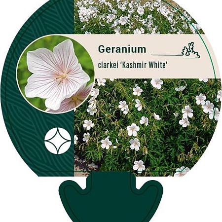Geranium clarkei 'Kashmir White' Pot 9 cm