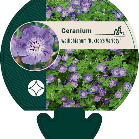 Geranium w. 'Buxton's Variety' Pot 9 cm