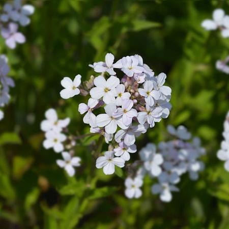 Hesperis matr. 'Alba' Pot 9 cm