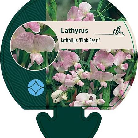Lathyrus latifolius 'Pink Pearl' Pot 9 cm