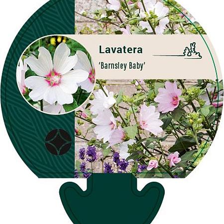 Lavatera 'Barnsley Baby' Pot 9 cm