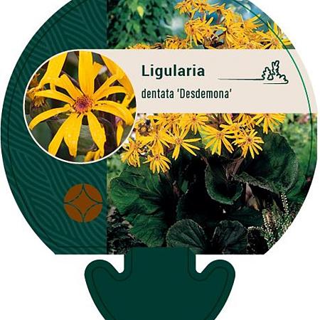 Ligularia d. 'Desdemona' Pot 9 cm