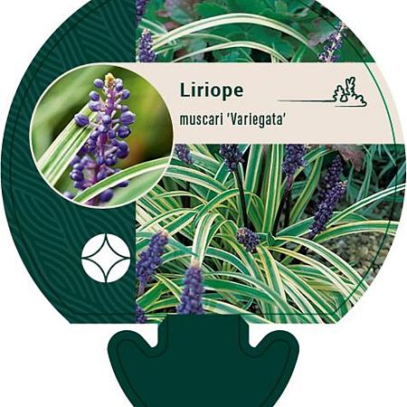 Liriope muscari 'Variegata' Pot 9 cm