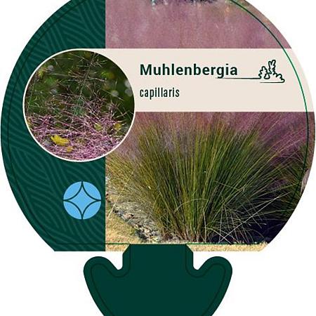 Muhlenbergia capillaris Pot 9 cm