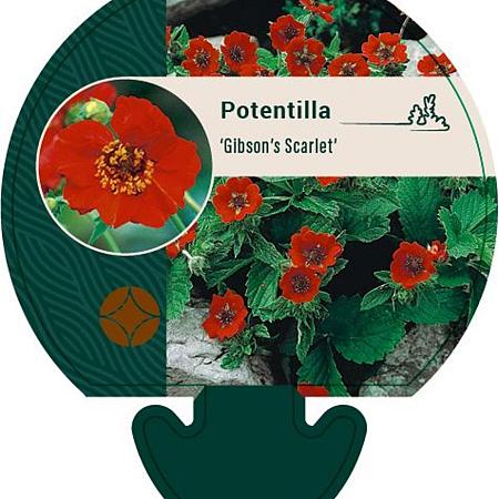 Potentilla 'Gibson's Scarlet' Pot 9 cm