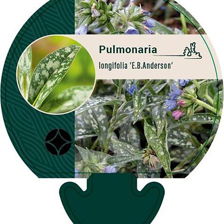 Pulmonaria long. 'E.B. Anderson' Pot 9 cm