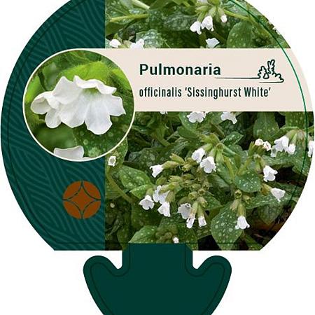Pulmonaria off. 'Sissinghurst White Pot 9 cm