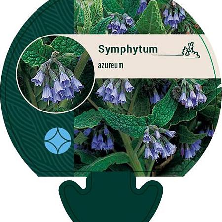 Symphytum azureum Pot 9 cm