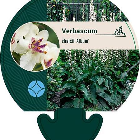 Verbascum chaixii 'Album' Pot 9 cm