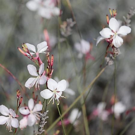 Gaura l. 'White Dove' Pot 9 cm