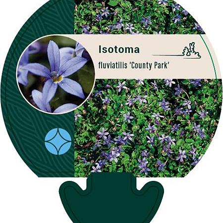 Isotoma fluviatilis 'County Park' Pot 9 cm