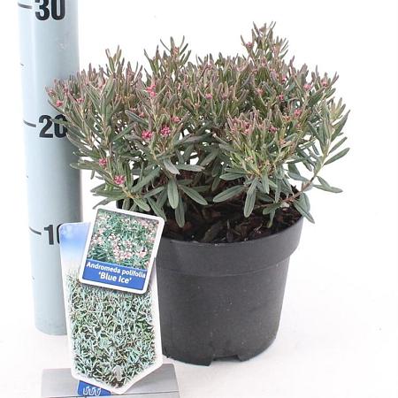 Andromeda polifolia 'Blue Ice' Pot 2 Liter