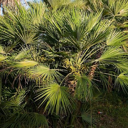 Chamaerops humilis 'Vulcano' Pot 10 liter