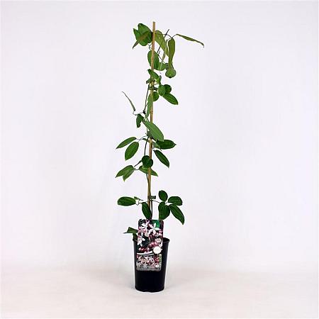Clematis arm. 'Apple Blossom' Pot 2 Liter80 - 100 cm