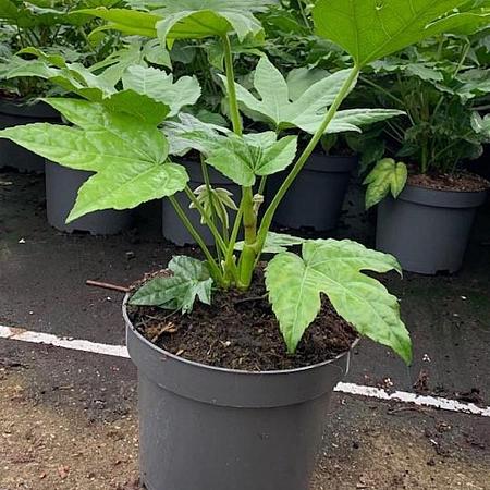 Fatsia japonica Pot 5 Liter 