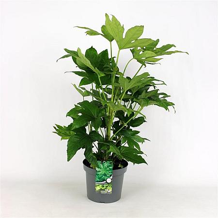 Fatsia japonica Pot 5 Liter 
