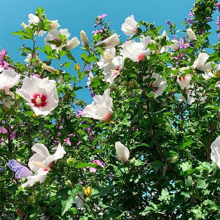 Hibiscus syriacus Pot 70 Liter 175 - 200 cm