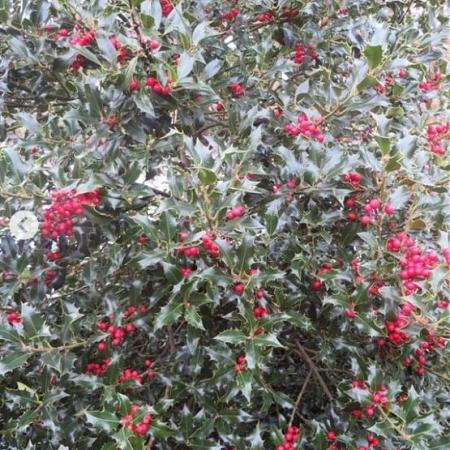 Ilex aq. 'Alaska' Pot 5 Liter 60 - 80 cm