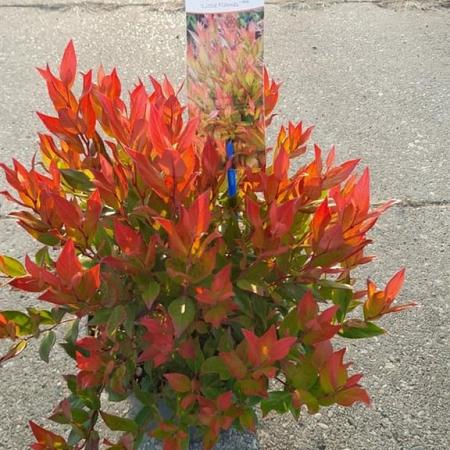 Leucothoe 'Little Flames' Pot 2 Liter