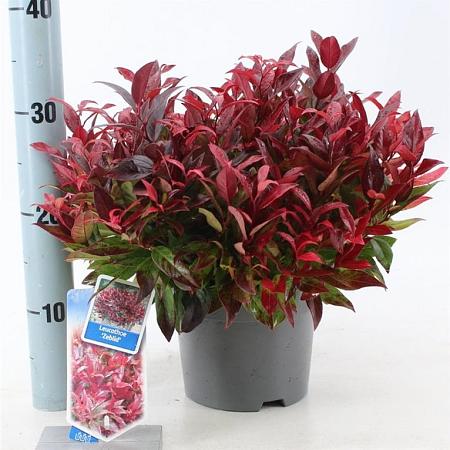 Leucothoe 'Zeblid' Pot 3 Liter 