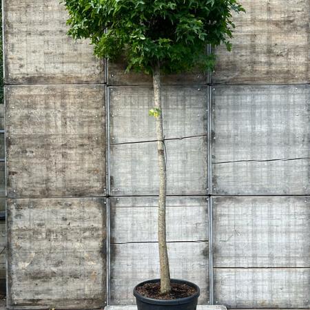 Liquidambar s. 'Gum Ball' Hoogstam (Stamomtrek 20-25 cm)