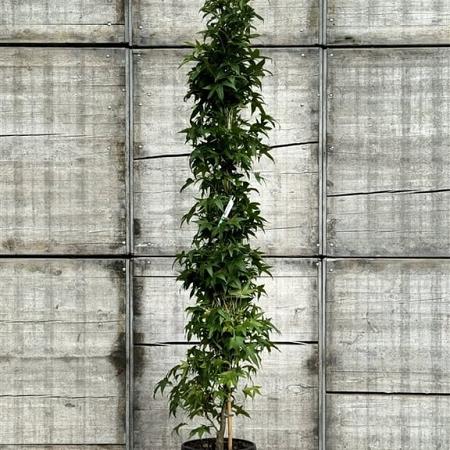 Liquidambar s. 'SlenderSilhouette' Pot 30 Liter 200 - 250 cm
