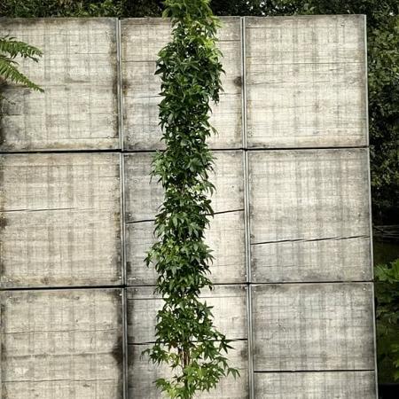 Liquidambar s. 'SlenderSilhouette' Pot 50 Liter 250 - 300 cm