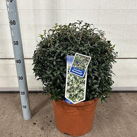 Osmanthus burkwoodii Bolvorm 40-50 cm