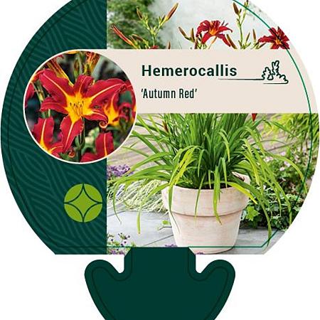 Hemerocallis 'Autumn Red' Pot 9 cm