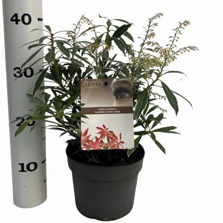 Pieris 'Flaming Silver' Pot 5 Liter 