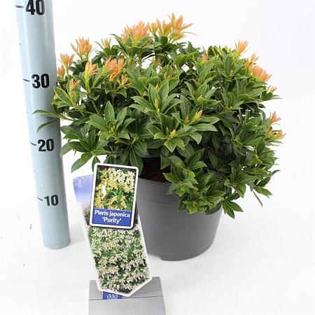 Pieris jap. 'Purity' Pot 5 Liter 
