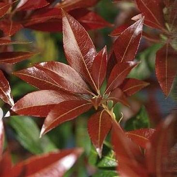 Pieris jap. 'Red Mill' Pot 5 Liter 