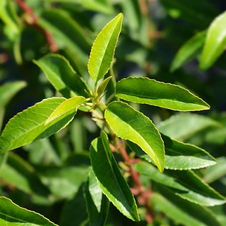 Prunus l. 'Angustifolia' In pot 100 - 125 cm