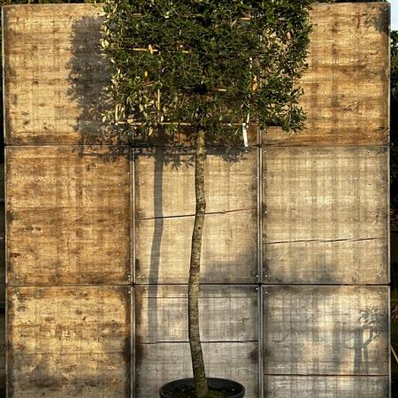 Quercus ilex stam 210 cm (Stamomtrek 25-30 cm) Leivorm 150x120 (BxH) 