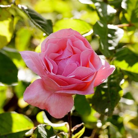 Rosa (F) 'Queen Elizabeth' stam 90 cm