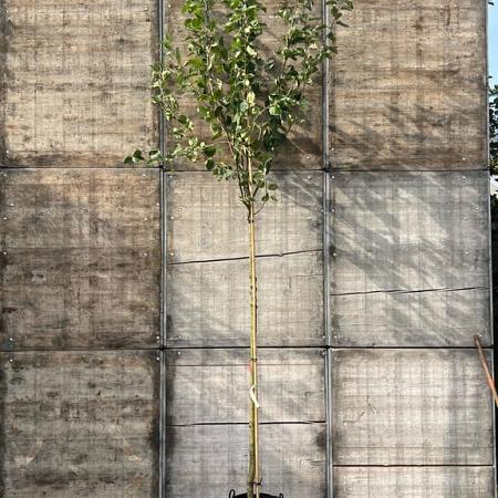 Malus d. 'Elstar' Hoogstam (Stamomtrek 10-12 cm)