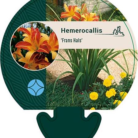 Hemerocallis 'Frans Hals' Pot 9 cm
