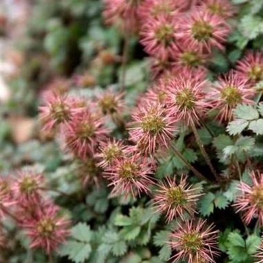 Acaena microphylla Pot 9 cm