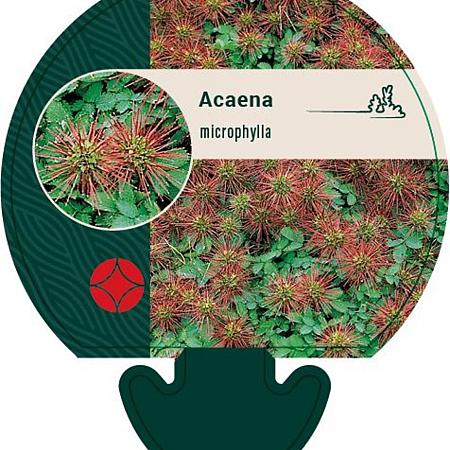 Acaena microphylla Pot 9 cm