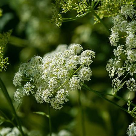 Achillea m. 'Schneetaler' Pot 9 cm