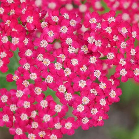 Achillea m. 'Summerwine' Pot 9 cm