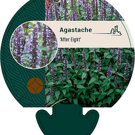 Agastache 'After Eight' Pot 9 cm