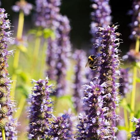 Agastache 'After Eight' Pot 9 cm
