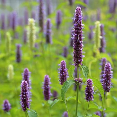 Agastache foeniculum Pot 9 cm