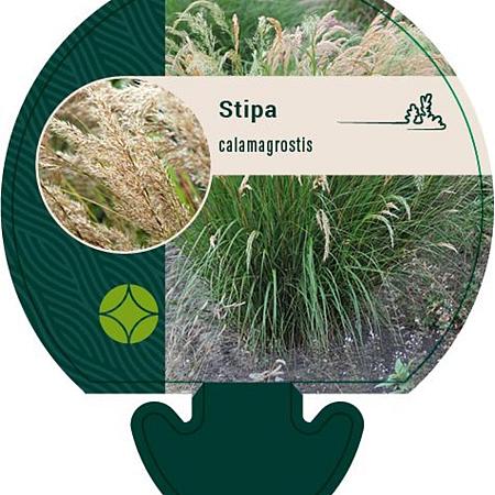 Stipa calamagrostis Pot 9 cm