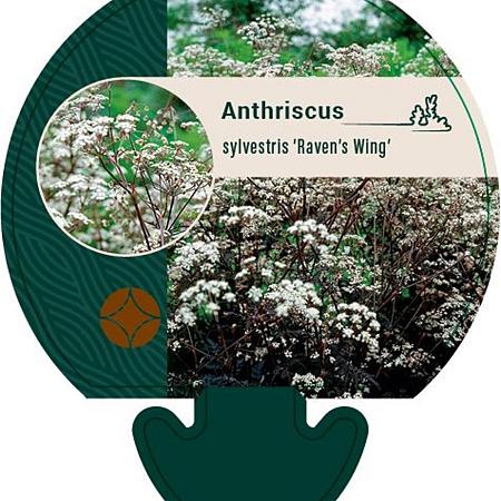 Anthriscus sylvestris 'Ravenswing' Pot 9 cm
